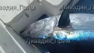 «Тунцовая лихорадка» добралась до пляжей Ливадии