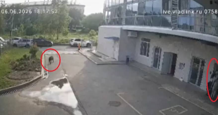 Дикий кабан пробежал по двору жилого комплекса в Артёме