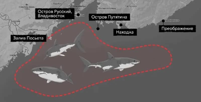 Нашествие акул началось у берегов Приморья