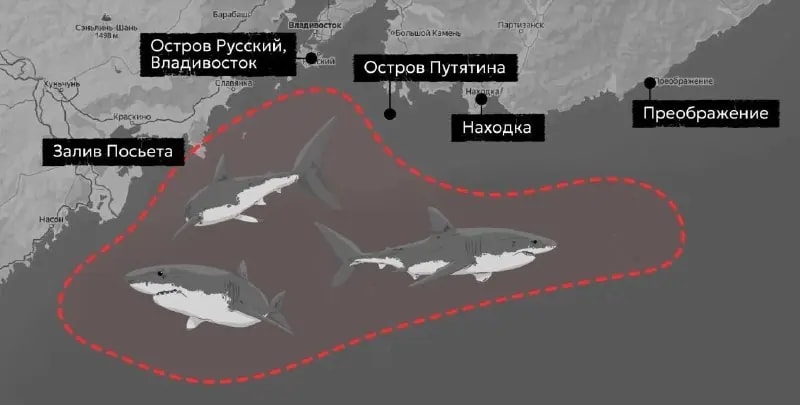 Нашествие акул началось у берегов Приморья