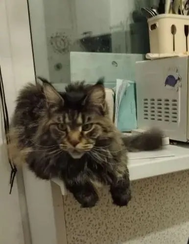 Пропала кошка мейнкун в районе Черняховского 2
