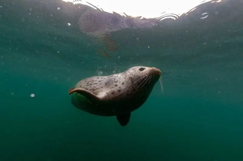 Тюлененок Вегас вернулся в Японское море после заплыва в реку Раздольную