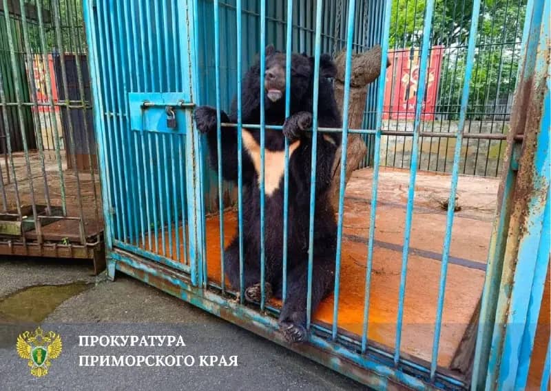 Прокуратура начала проверку после нападения медведя на сотрудницу зоопарка в Уссурийске